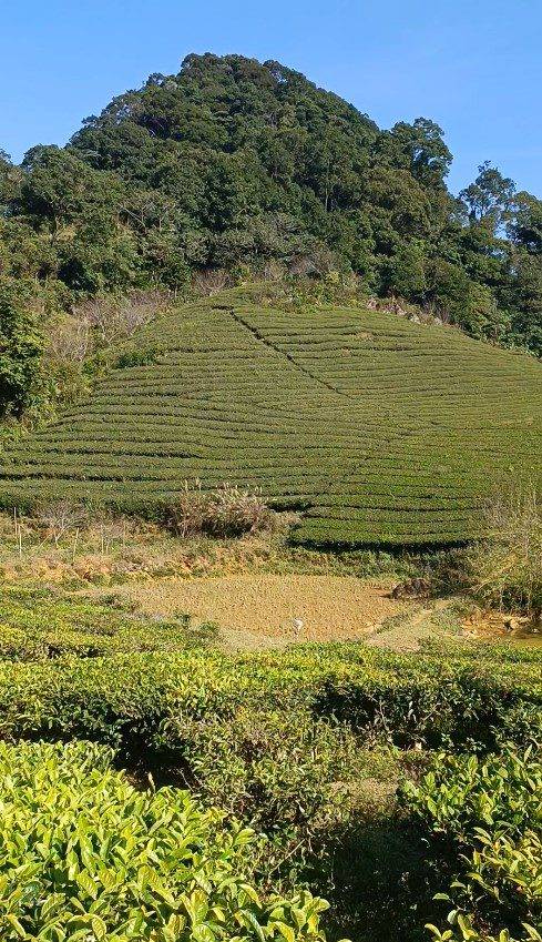 שדות תה בכפר ויאטנמי