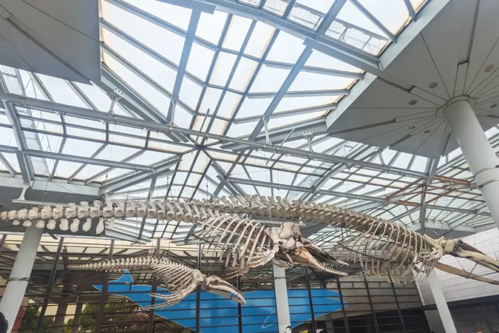 שלדים של לוויתנים במוזאון ההיסטוריה באוסקה