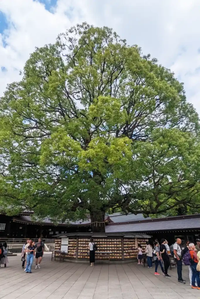 שבוע בטוקיו: מקדש Meiji Jingu