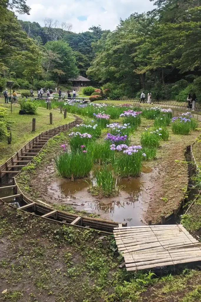 שבוע בטוקיו: אירוסים בגנים Meiji Jingu Gyoen