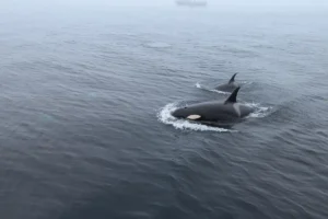 orca whales